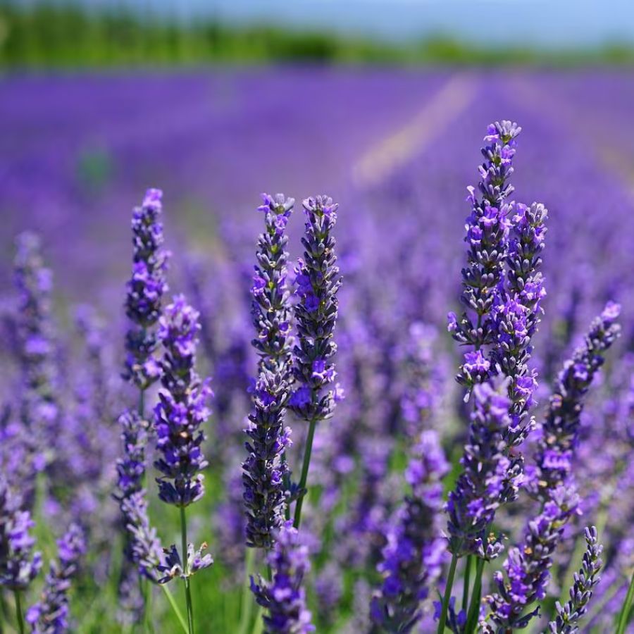 Vela Aromática Lavanda